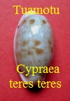 Cypraea teres teres, Gmelin 1791 tuamotu